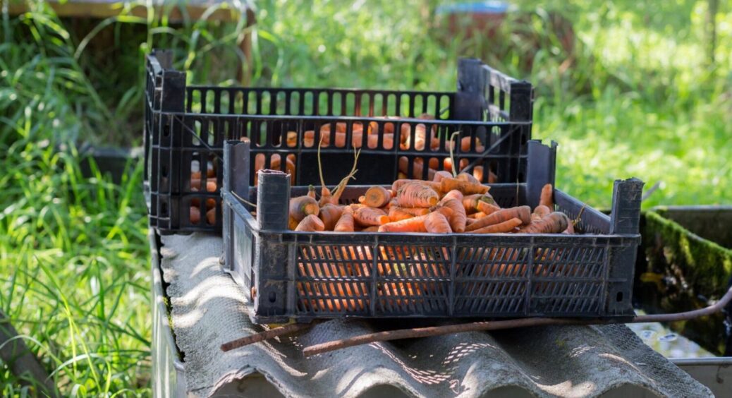 Золото, яке ви викидаєте щодня: проста хитрість в рази підвищить ваш врожай на ділянці 