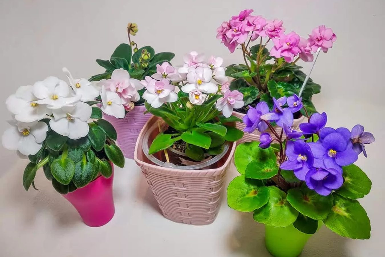 Фіалки та ще 4 кімнатні рослини, які полюбляють тісні горщики
