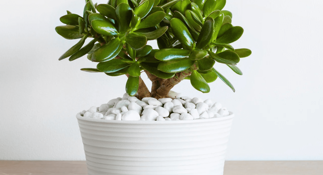 Не сміття, а скарб: лише 1 стакан і товстянку “обсипе” хмарою квітів і десятками листя 