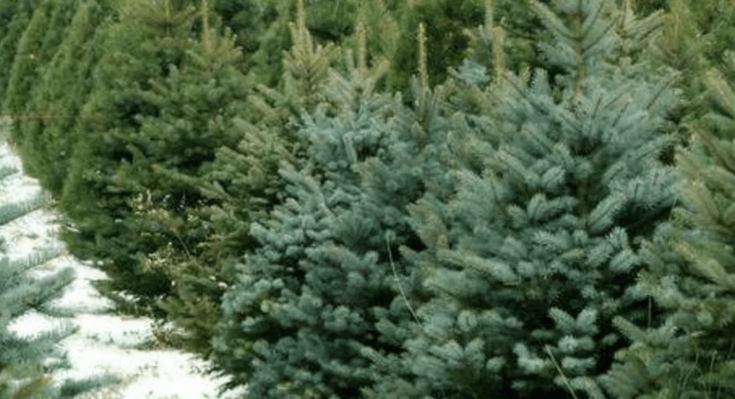 Чому не можна садити на подвір’ї ялинку чи сосну і чи насправді в цих дерев – “чорна” енергетика 