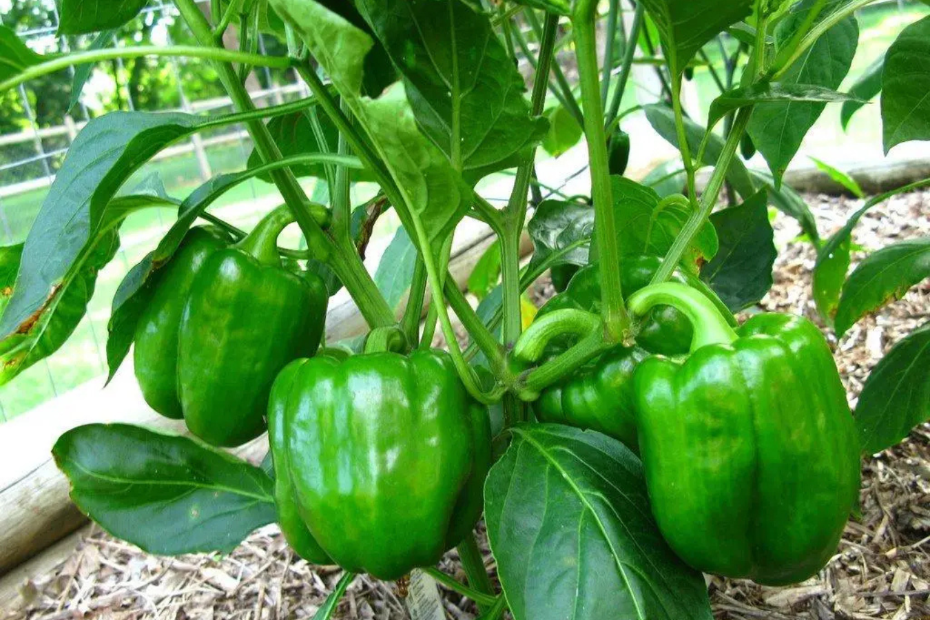 Бездоганний спосіб посіву насіння солодкого перцю