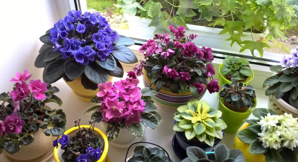Настій з одного овоча для кімнатних фіалок: підживіть ним рослини – і вони заквітнуть пишно 