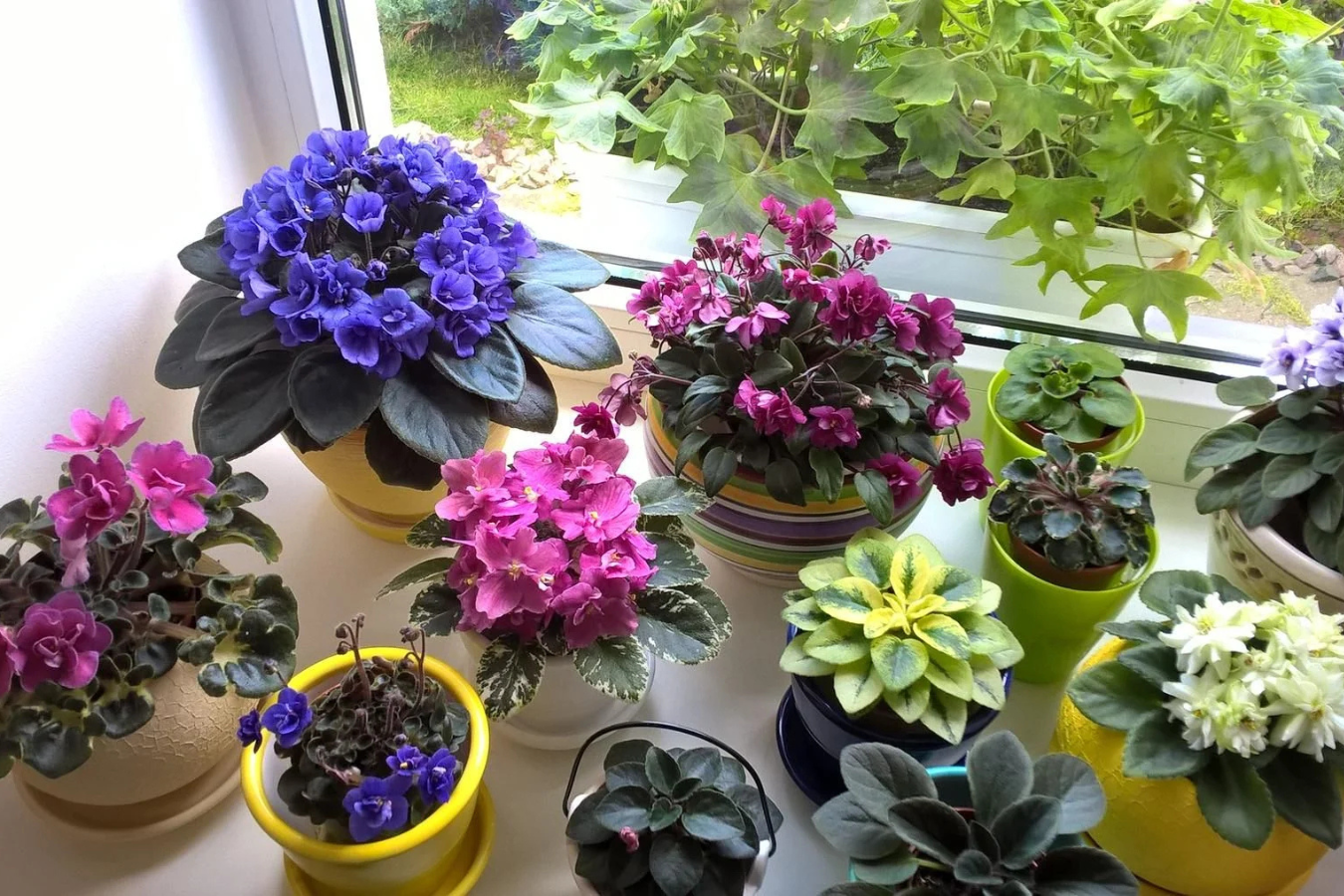 Квітникарі розсекретили найкраще підживлення для фіалки, яке стимулює цвітіння Квітникарі розсекретили найкраще підживлення для фіалки, яке стимулює цвітіння