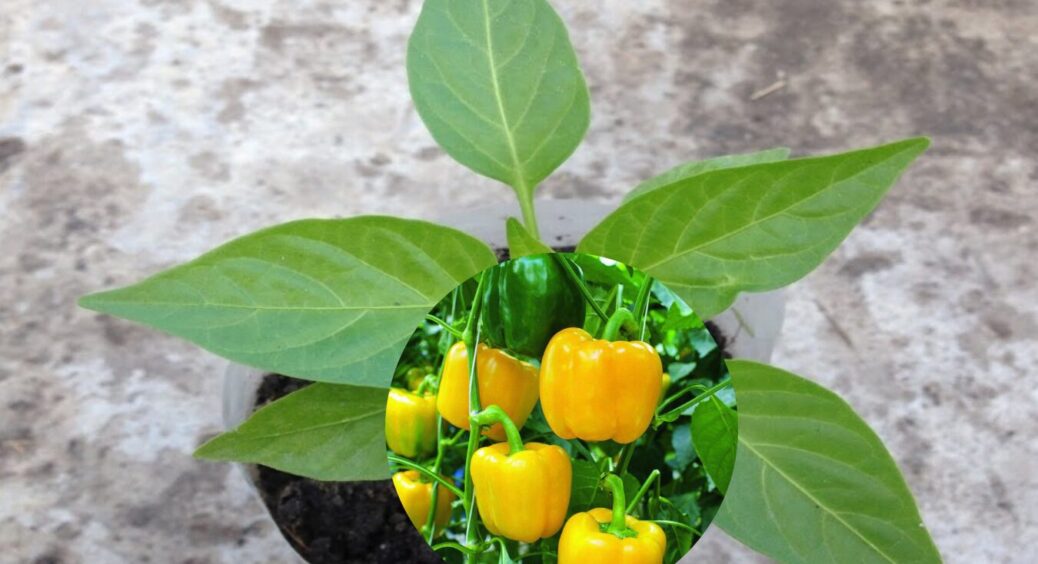 Коли в 2025 році сіяти перець на розсаду: сприятливі дні взимку за Місячним календарем 