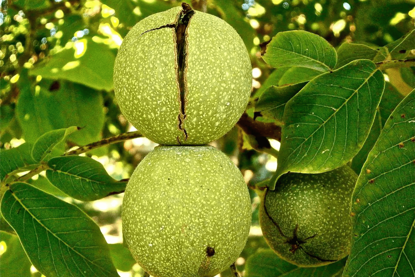 Що робити, щоб волоські горіхи не чорніли зсередини