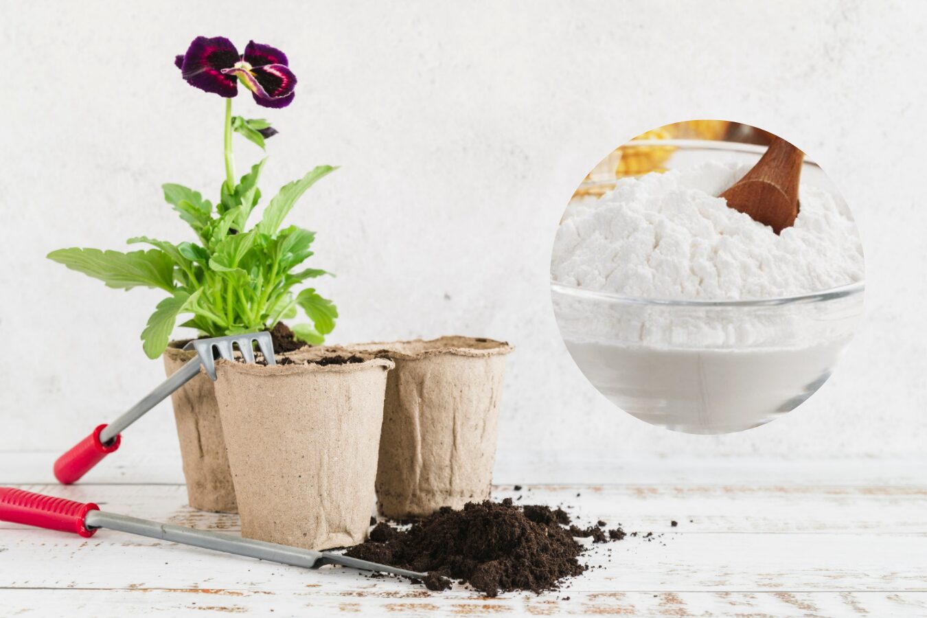 Чим підживити розсаду: копійчаний засіб з магазину