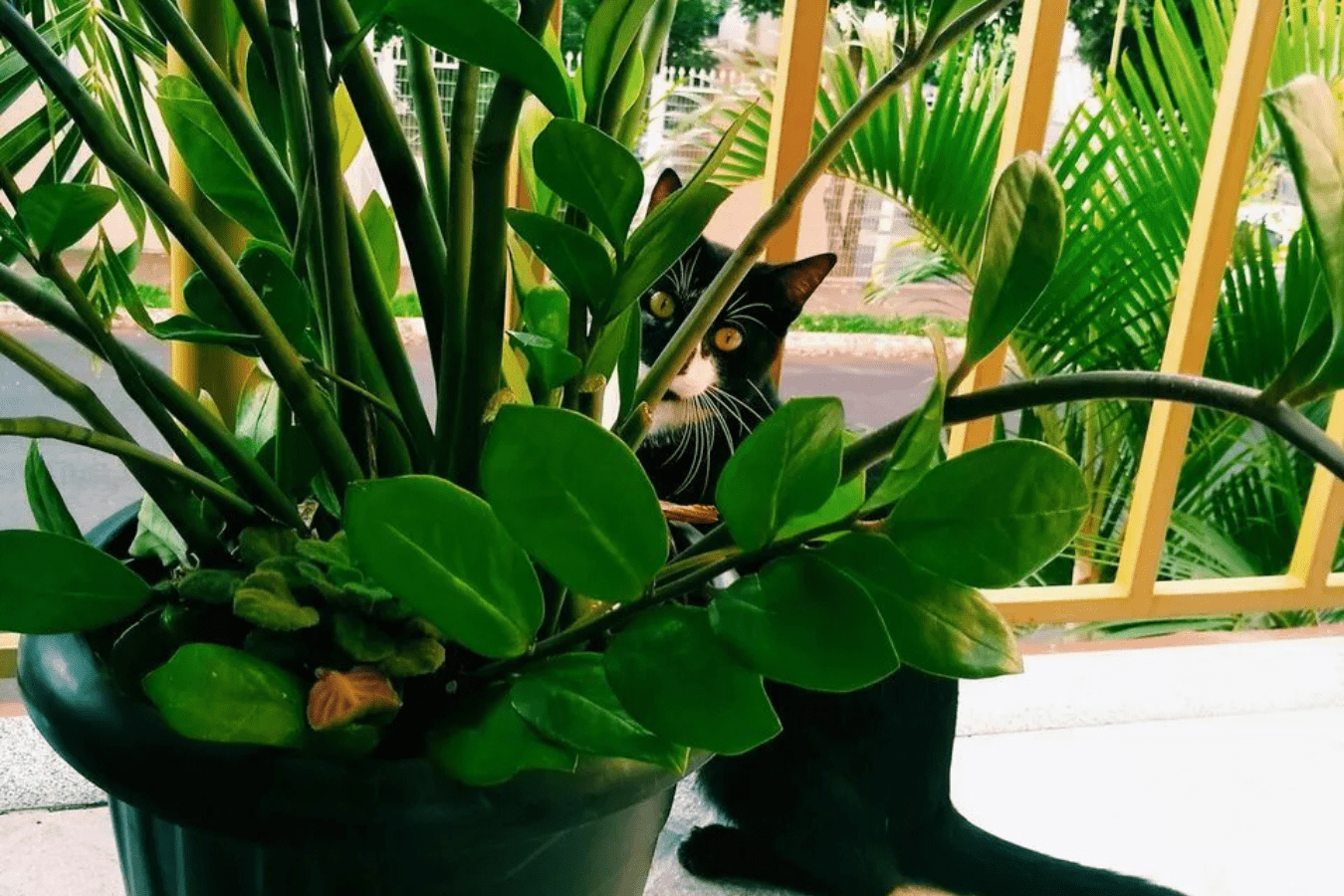 Який горщик та ґрунт обрати для заміокулькасу