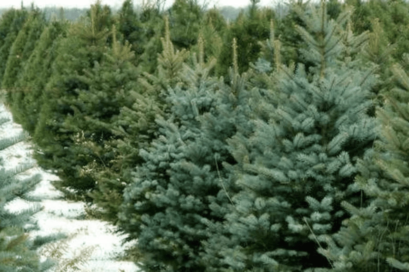 Чому не можна саджати сосну чи ялинку на подвір'ї