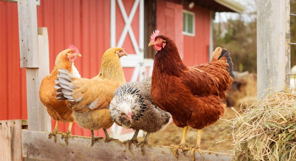 Рецепт ефективного підживлення для домашніх курей-несучок: просто розмішайте це в теплій воді 