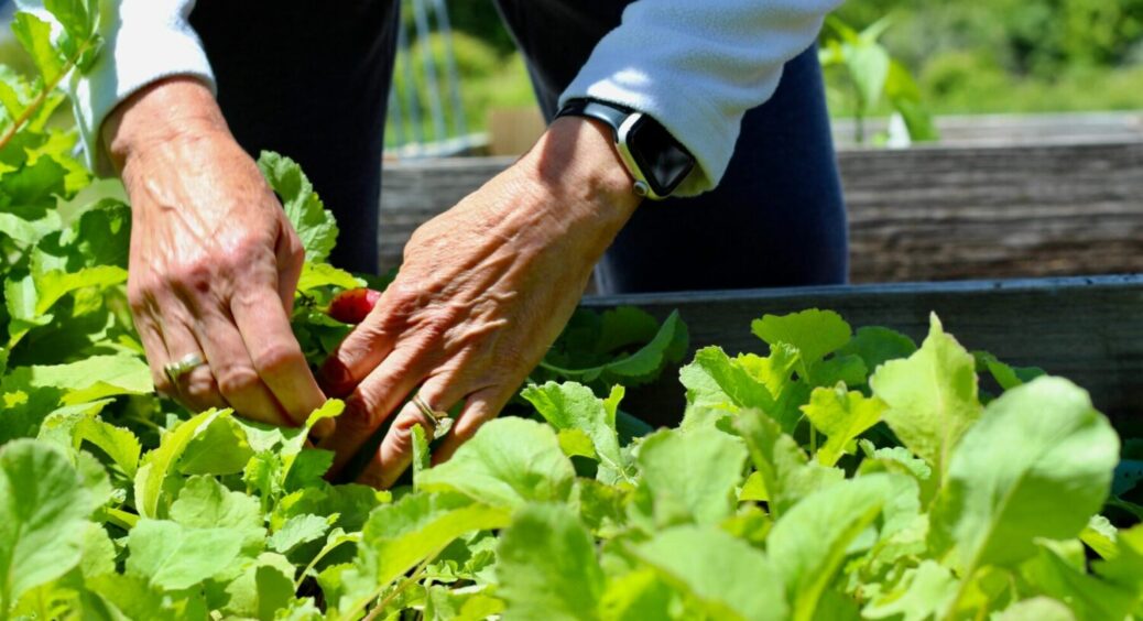 Якщо ви це робитимете строго 31 січня, підвищиться врожайність овочевих культур в 10 разів 