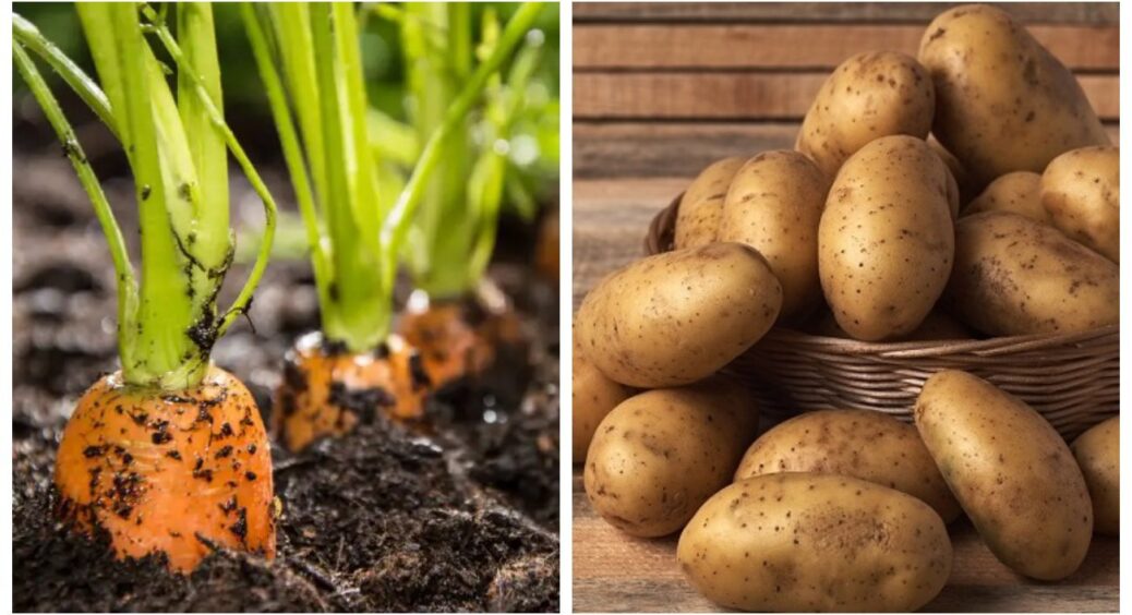 Головний секрет овочевого врожаю: ось в якій послідовності садять картоплю, моркву і буряк 