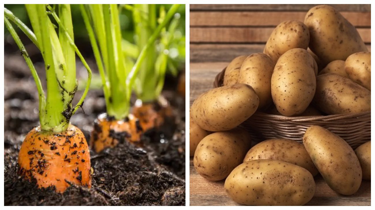 Городники пояснили, в якій послідовності садити картоплю, моркву, буряк