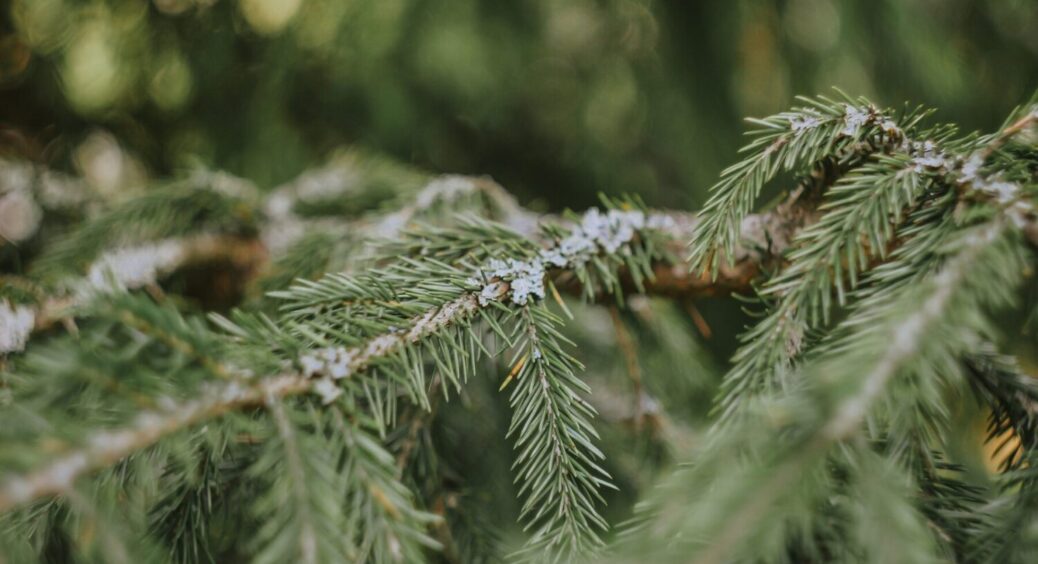 Ялинові голки заливаю оцтом — усю зиму не натішуся своїй хитрості: геніальний лайфхак 