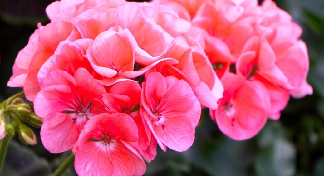 Розводимо це просто в літрі води – і поливаємо герань: про лисі гілки забудете назавжди 