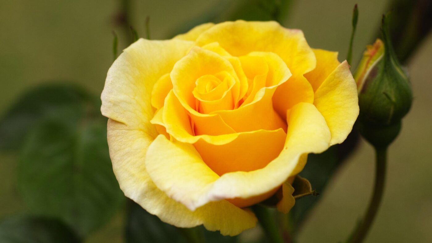 Квітникарі розповіли, що зробити з трояндами, щоб вони цвіли безперервно