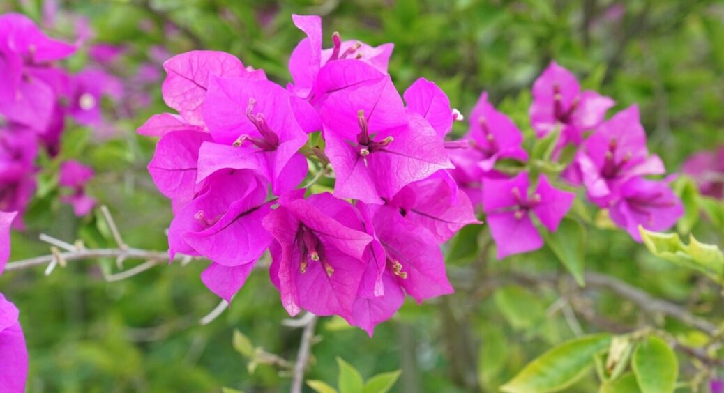 Розкішна ліана прикрасить сад з ранньої весни: секрет січневого посіву витривалої рослини 