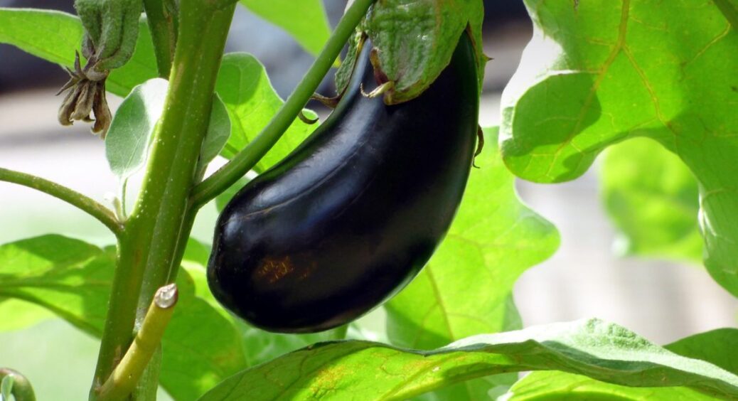 Можна починати вже зараз: посійте баклажани на розсаду в ці дати – урожай дійсно здивує 