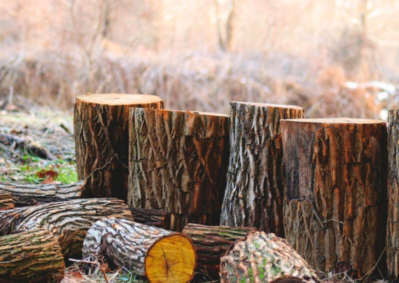 Експерт розповів, як позбутися від пня без корчування