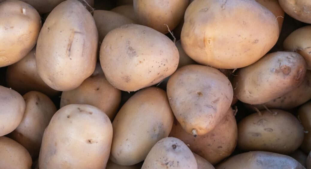 Стійкість до фітофтори максимальна: цій картоплі хвороби не загрожують – не сорт, а казка 