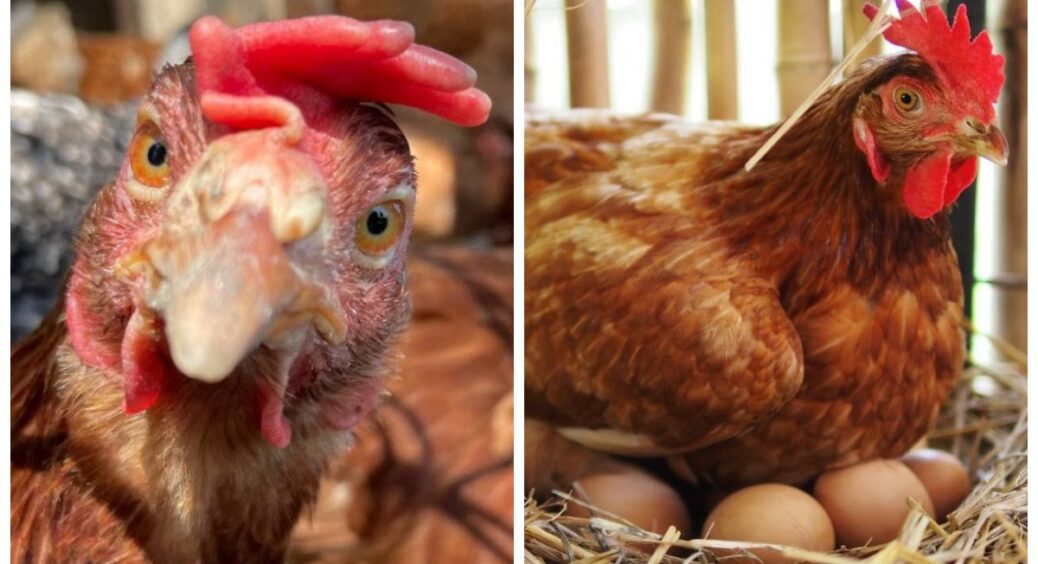 В курнику буде сухо, без запаху, і кури будуть нести яйця краще, ніж на фабриці – в чому секрет 