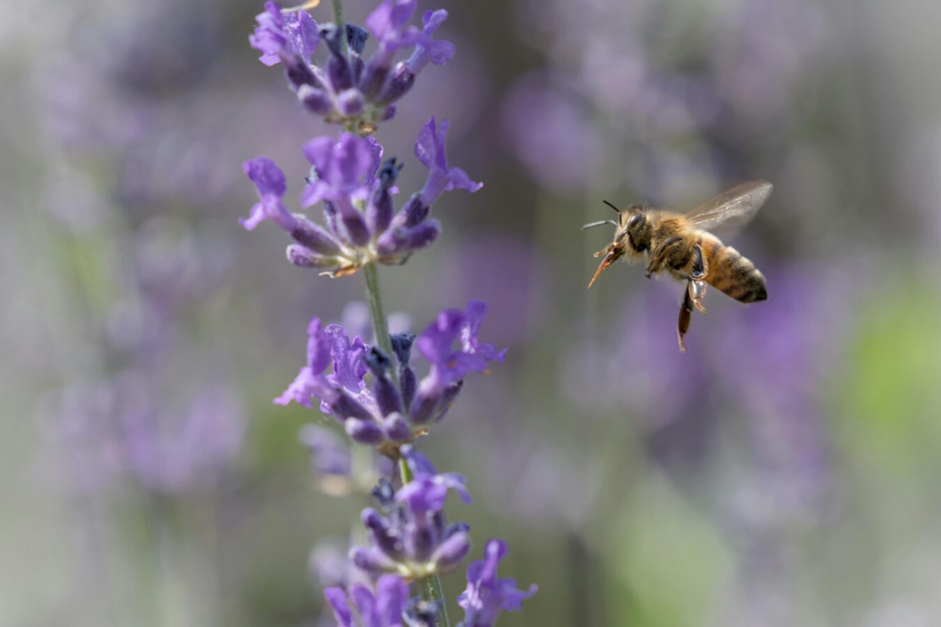 Городники пояснили, які 5 рослин слід садити для відлякування шкідників