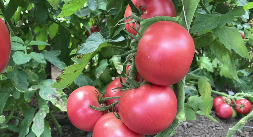 Не сорт, а алмаз серед томатів: почнете збирати відрами – потужніше “Бичячого серця” 