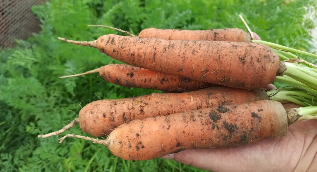 Рання морква, яка проросте хоч в пісках, хоч в глині: дуже невибагливий сорт – найкращий зі 100 