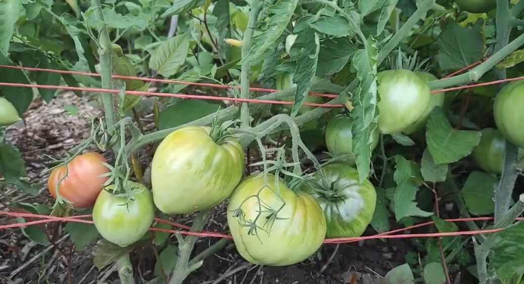 5 найсолодших сортів помідорів: посадіть саме їх в цьому році і врожай точно порадує 