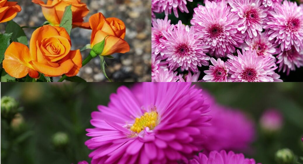 Січень – пролісок, вересень — айстра: яка квітка відповідає вашому місяцю народження 