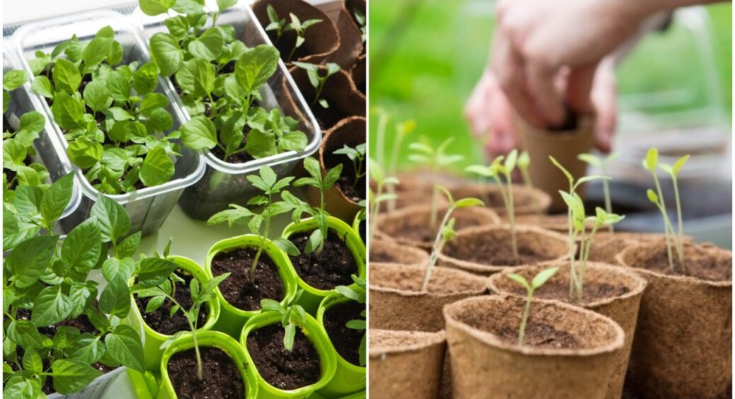 Якщо не хочете зайвих проблем із розсадою: у які ємності небажано висаджувати насіння 