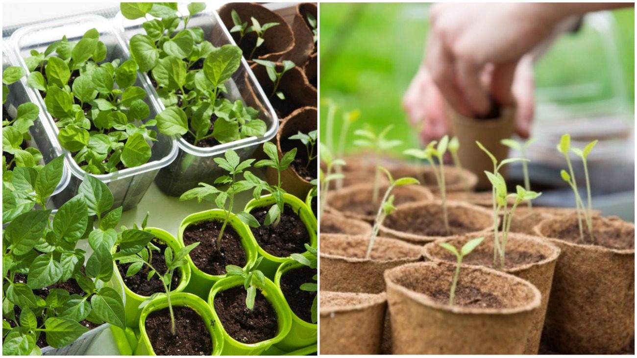 Ємності, в яких не можна вирощувати розсаду