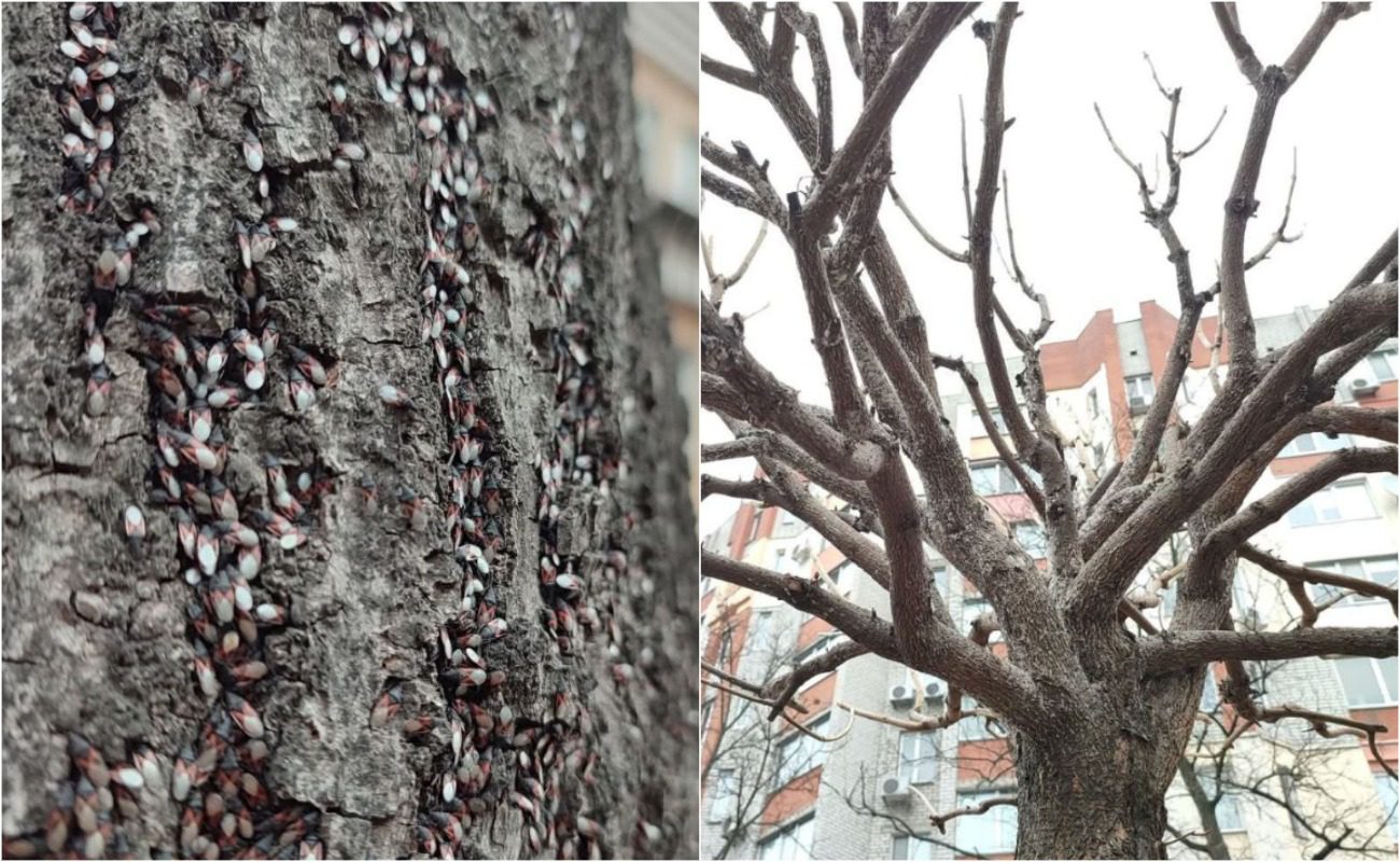 Фото: КременчукТОDAY