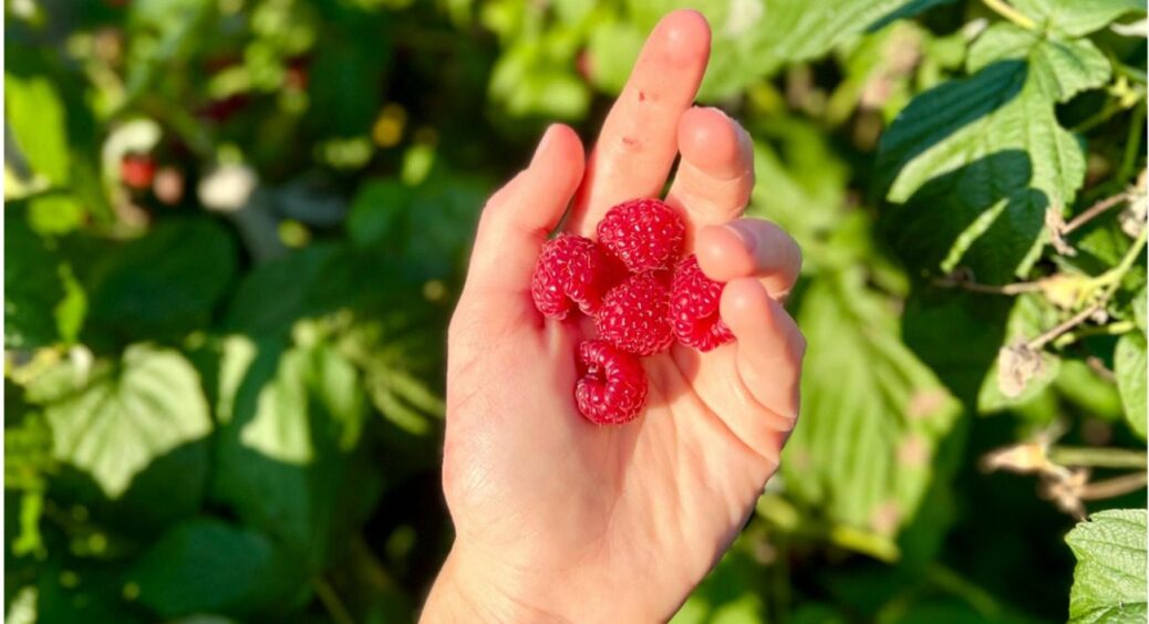 Просто вибрала правильне місце: де посадити малину, щоб з кожного куща по 1 відру ягід мати 