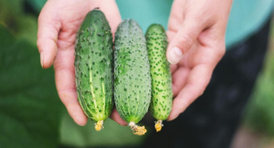 Формула розрахунку найкращої дати посіву огірків у 2025 році – плодами завалить всю ділянку 