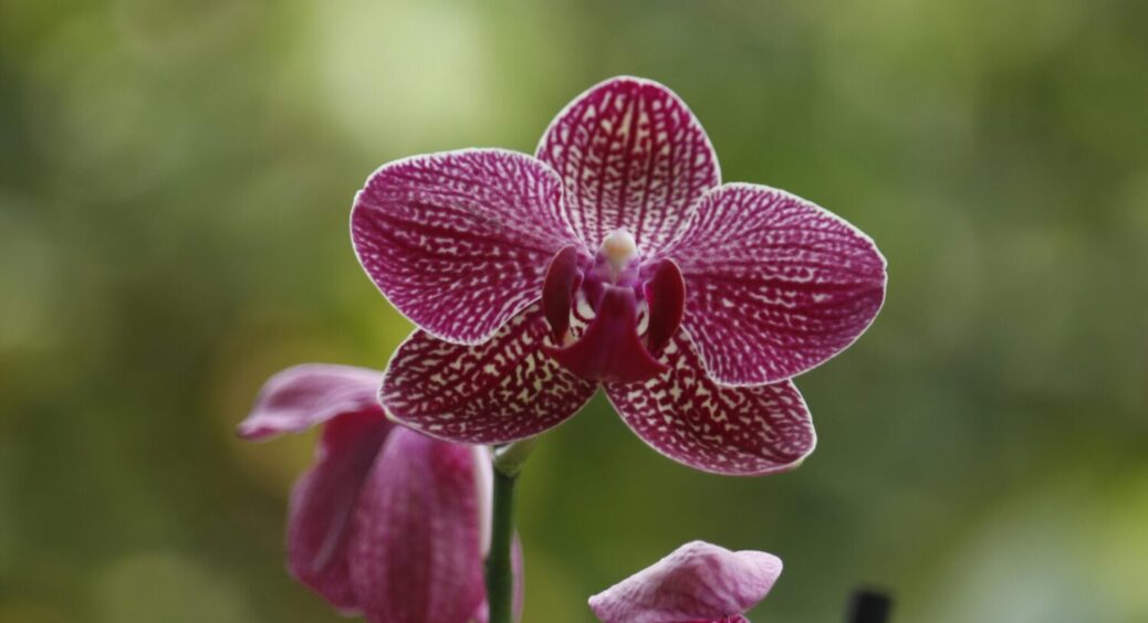 Не купую добрив для орхідей: цей домашній настій працює краще за магазинні в десятки разів 