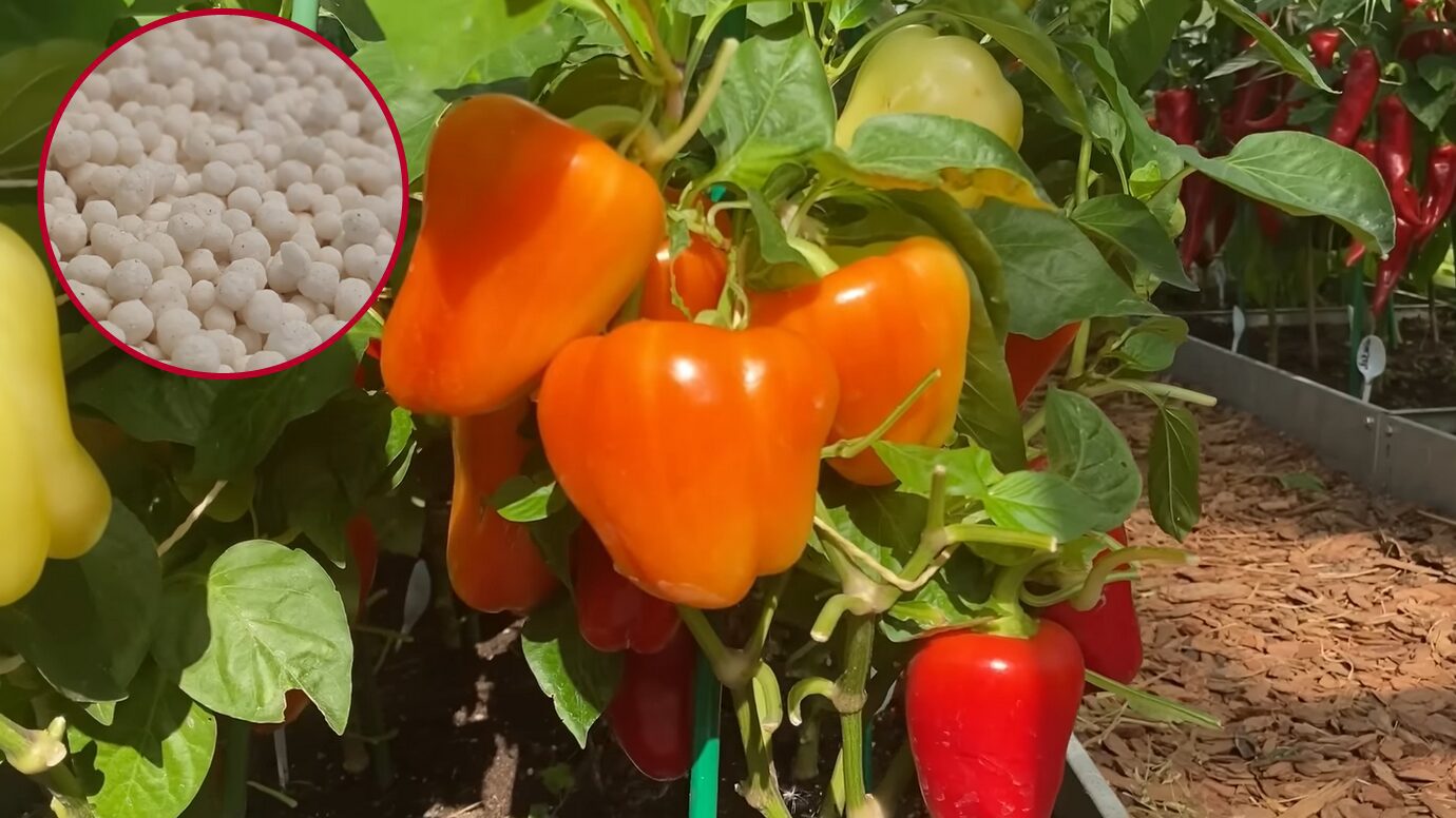 Агрономи пояснили, які добрива можуть зіпсувати врожай перців