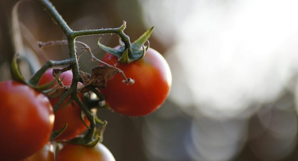 Не грядка, а “китайська стіна” з помідорів: знайдено ранній сорт – врожай буде нікуди дівати 