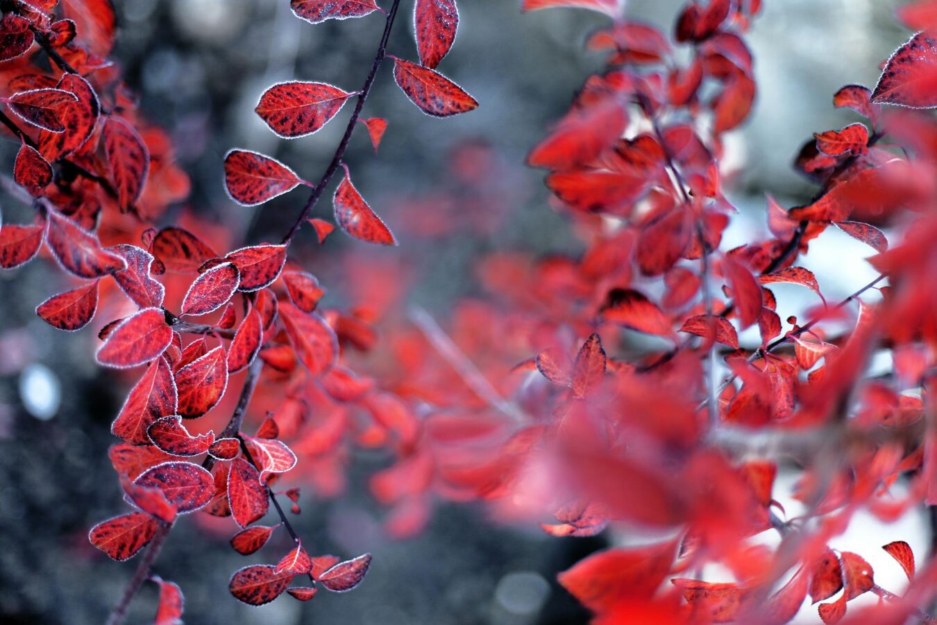  Що потрібно зробити в саду та городі до кінця січня
