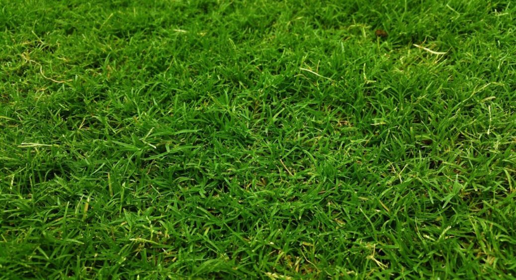 Як повернути газону ідеальний вигляд? Маловідомий, але найефективніший прийом від кульбаб 