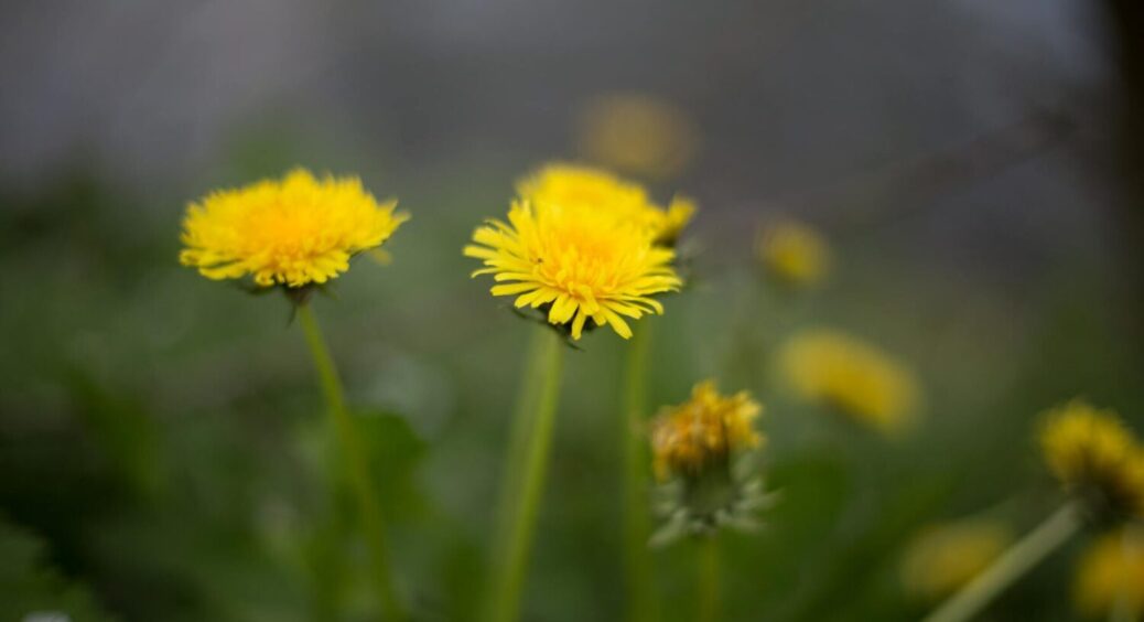 Якщо вони вам заважають: як позбутися кульбаб та бур’янів на газоні – 3 способи та 1 народний 