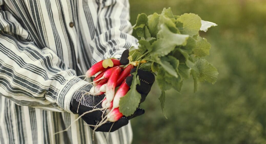 Коли в 2025 році потрібно сіяти редис, не чекаючи весни: як створити умови для рекордного врожаю 