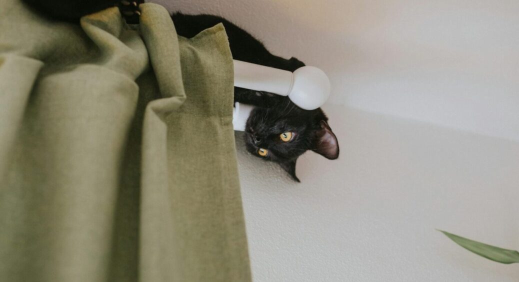 5 особливостей поведінки кішки, які можуть вас сильно здивувати – що вона хоче сказати 