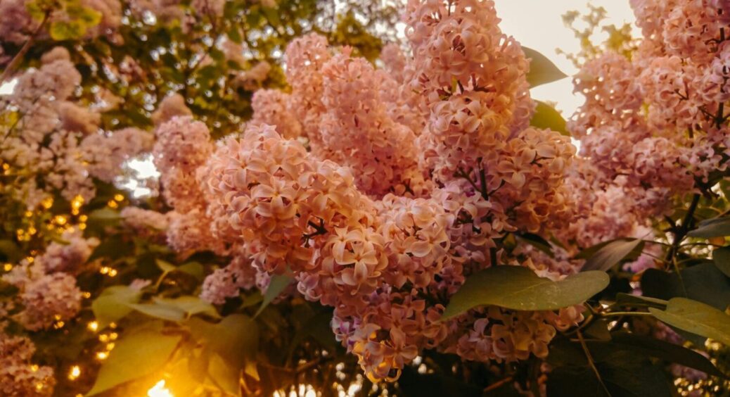 Не такий простий, як здається: як доглядати за бузком навесні – пам’ятка справжнього садівника 