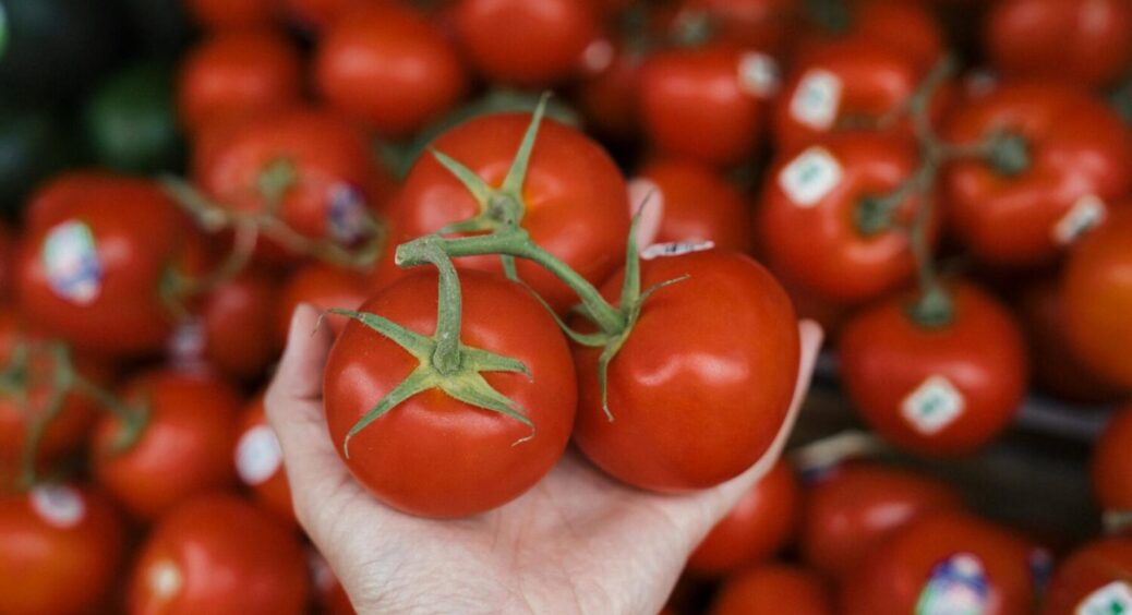 Чемпіони серед помідорів 2025: сорти, які дають урожай першими у Полтавській області і не тільки 