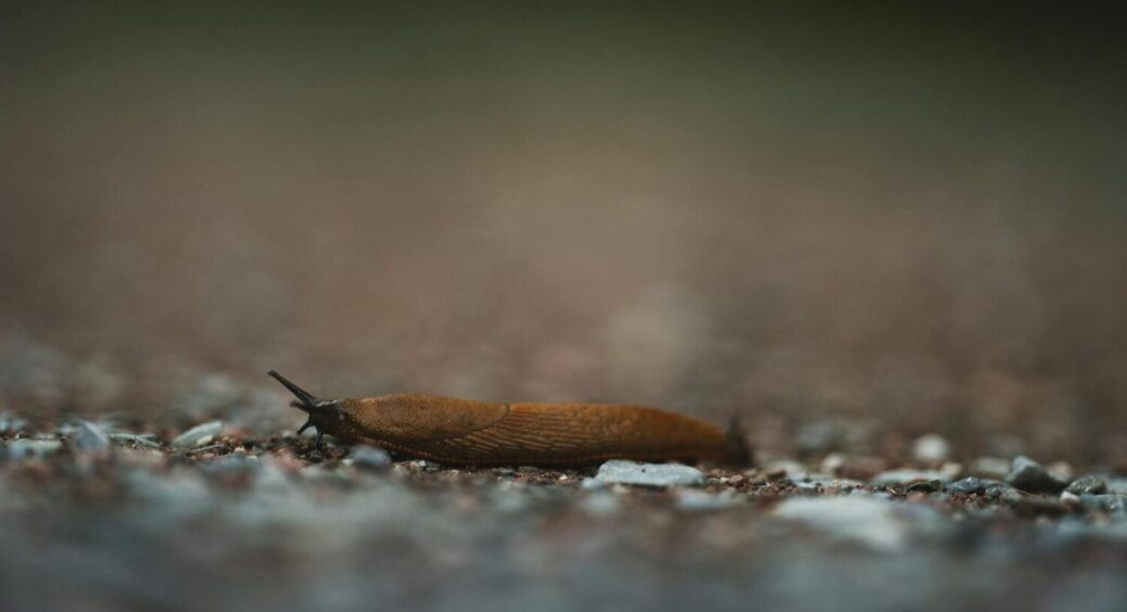 Гірчиця проти слимаків: обробка, після якої шкідники не повернуться – останнє “прощавай” 