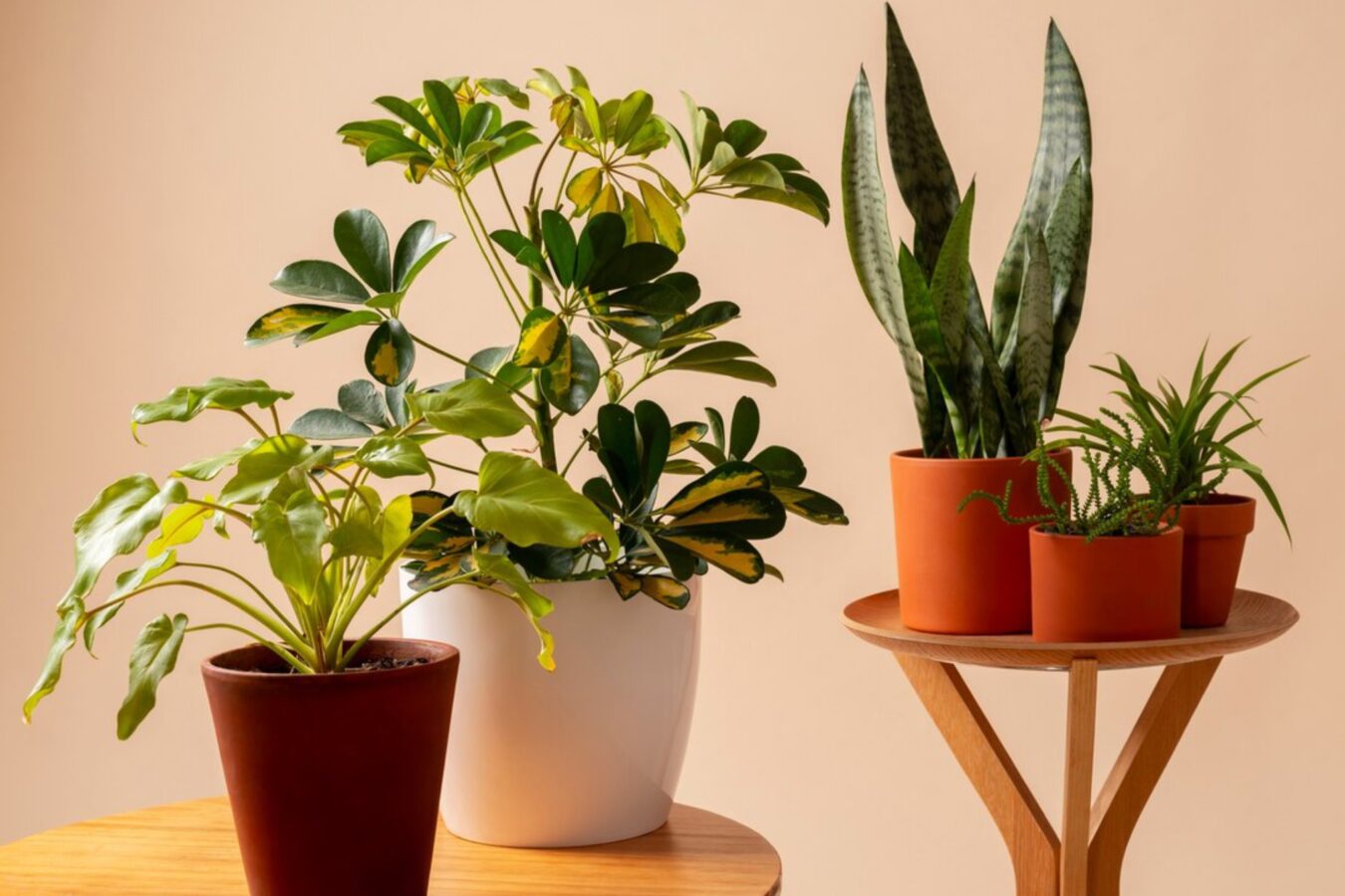 Садівники пояснили, який домашній розчин чудово відновлює квіти на підвіконні 