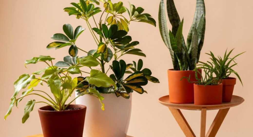 4 рослини, які притягують погану енергію: що краще не ставити вдома, аби був добробут 