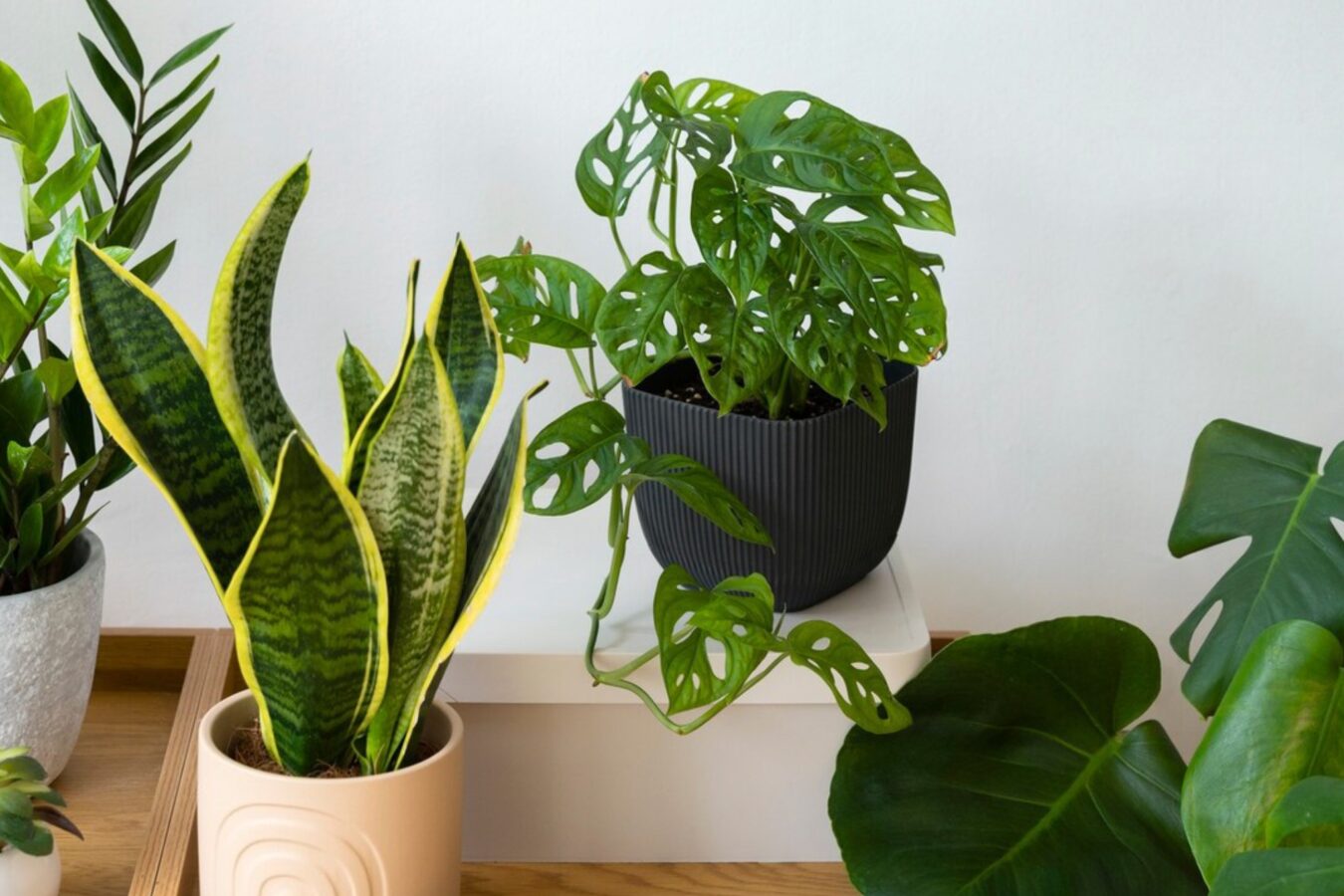 Експерти розповіли, що робити з квіткою, у якої сохнуть кінчики листя