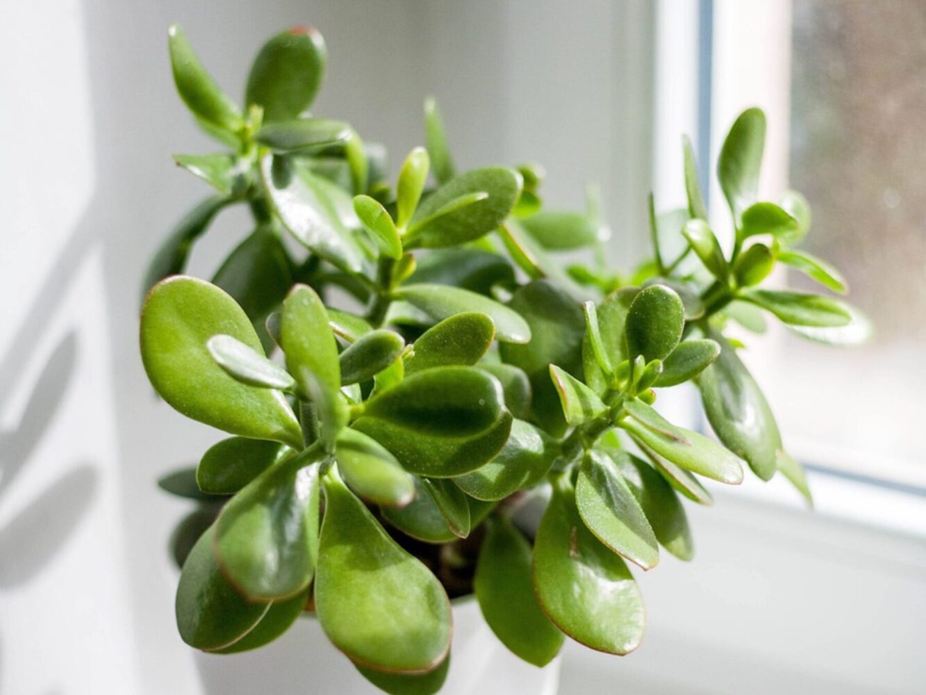 Городники розповіли, чим підживити грошове дерево для рясного цвітіння