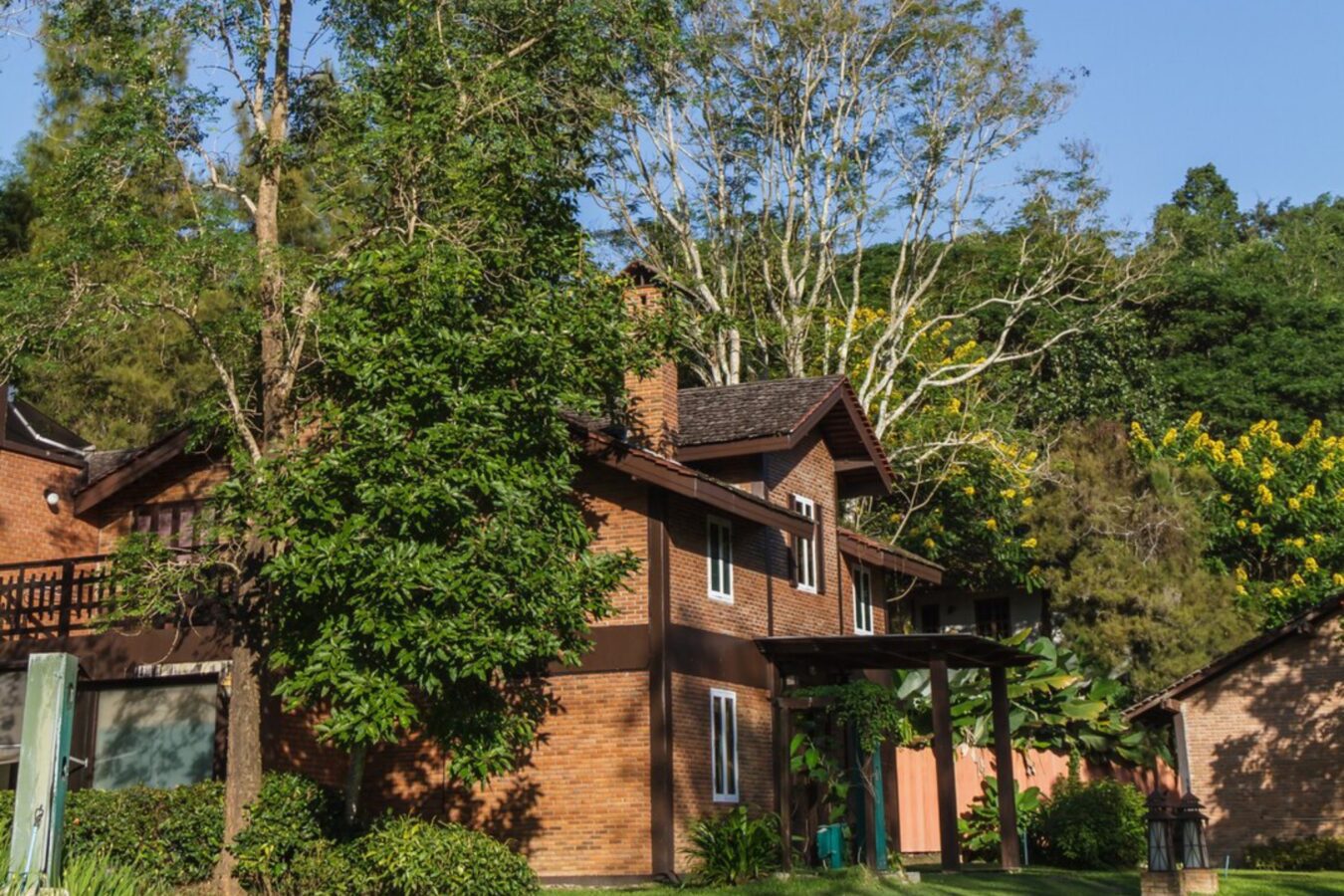 Експерти розповіли, які дерева не можна садити біля дому